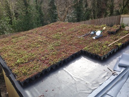 green roof installation 1